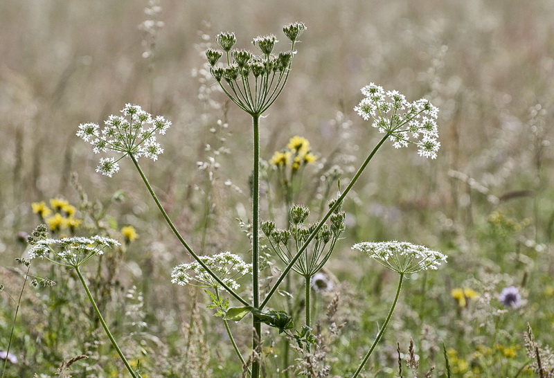 Provence 2014 +20140529_0734 als Smart-Objekt-1 Kopie.jpg - Auf dem Rückweg haben wir mitten in der Natur einen wunderbaren Stellplatz gefunden